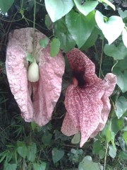 Aristolochia gigantea