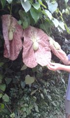 Aristolochia gigantea