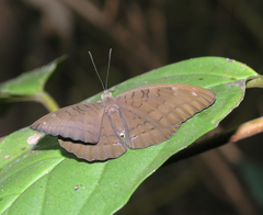 Tanaecia julii xiphiones
