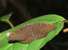 Tanaecia julii xiphiones