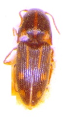 Conoderus pictus