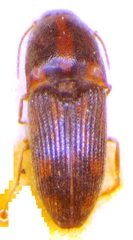 Conoderus pictus