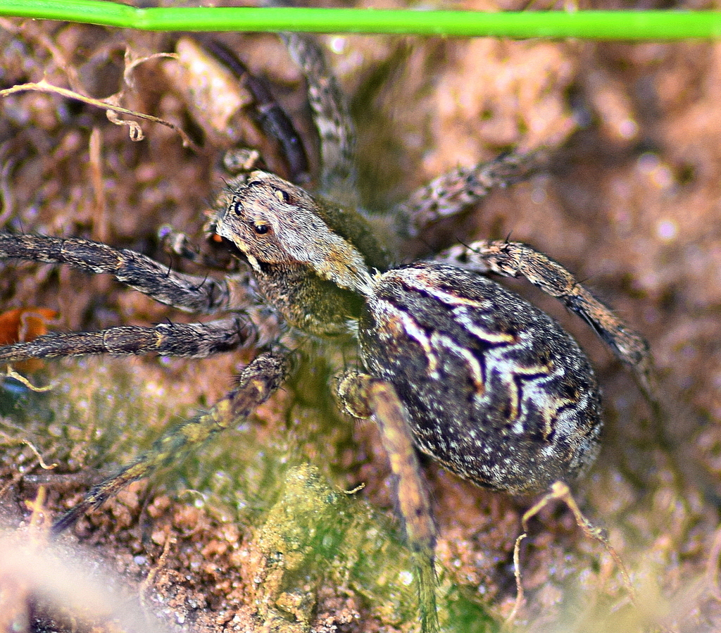 Alopecosa farinosa