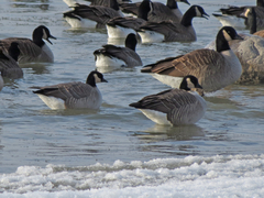 Branta hutchinsii hutchinsii