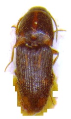 Conoderus pictus