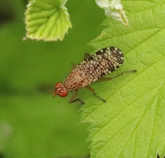 Euthycera chaerophylli