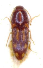 Conoderus pictus