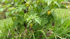 Physalis