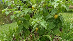 Physalis