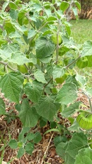 Physalis