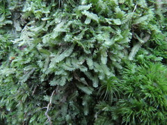 Saccogyna viticulosa