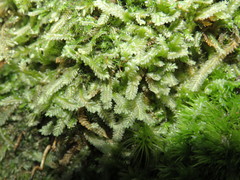 Saccogyna viticulosa