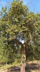 Quercus suber