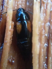 Tachinus subterraneus