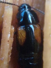 Tachinus subterraneus