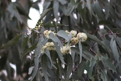 Eucalyptus camaldulensis