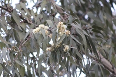 Eucalyptus camaldulensis