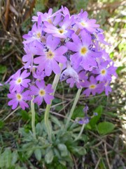 Primula denticulata