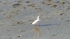 Chroicocephalus ridibundus