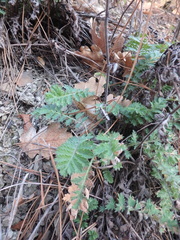 Tanacetum poteriifolium
