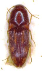 Conoderus pictus