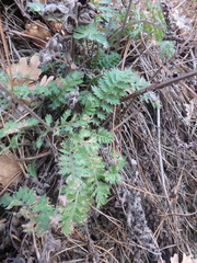 Tanacetum poteriifolium