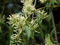 Tripodanthus acutifolius
