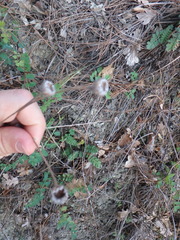 Tanacetum poteriifolium