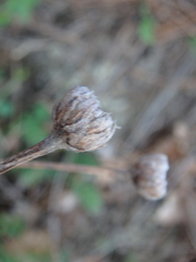 Tanacetum poteriifolium
