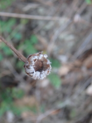 Tanacetum poteriifolium