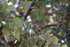 Passeriformes