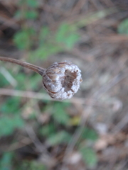 Tanacetum poteriifolium