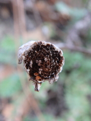 Tanacetum poteriifolium