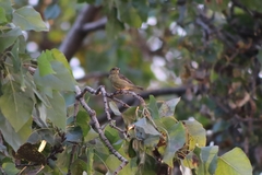 Passeriformes