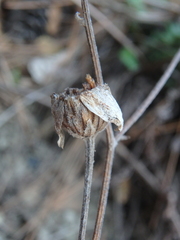 Tanacetum poteriifolium