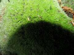 Leucobryum juniperoideum