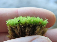 Leucobryum juniperoideum