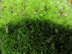 Leucobryum juniperoideum