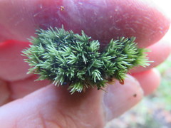 Leucobryum juniperoideum