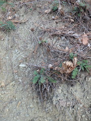 Tanacetum poteriifolium