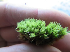 Leucobryum juniperoideum