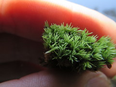 Leucobryum juniperoideum