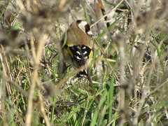 Carduelis carduelis