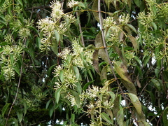 Tripodanthus acutifolius