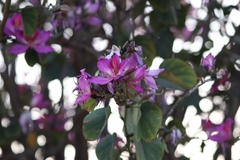 Bauhinia variegata