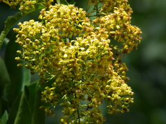 Heteropterys intermedia