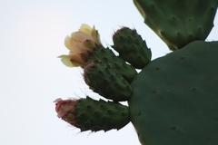 Opuntia