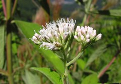 Austroeupatorium inulifolium