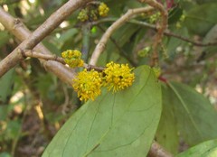Azara uruguayensis