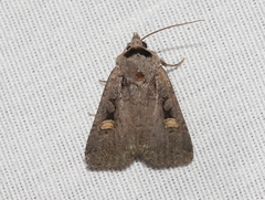 Adelphagrotis indeterminata